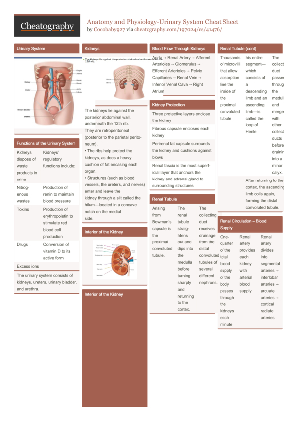 Anatomy and Physiology-Urinary System Cheat Sheet by Cocobaby927 ...