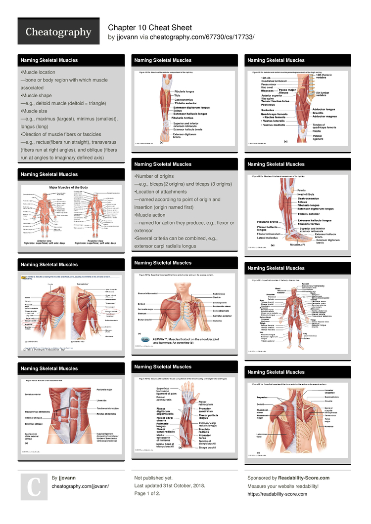 Anatomy Cheat Sheet