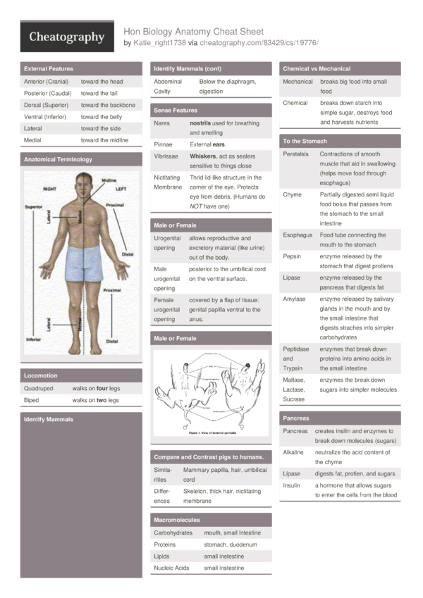 Anatomy Drawing Cheat Sheet