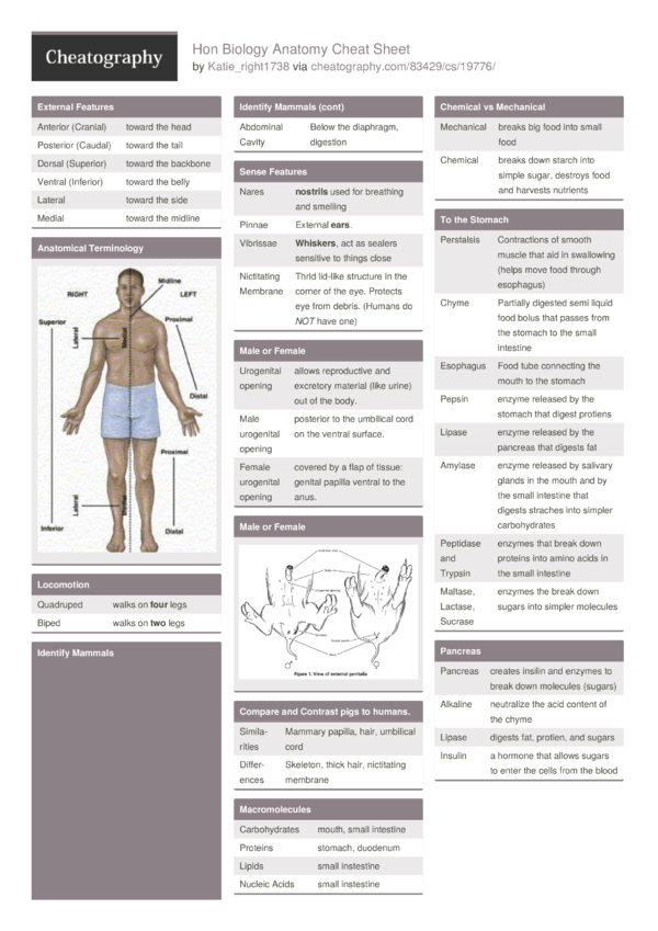 Anatomy Cheat Sheet