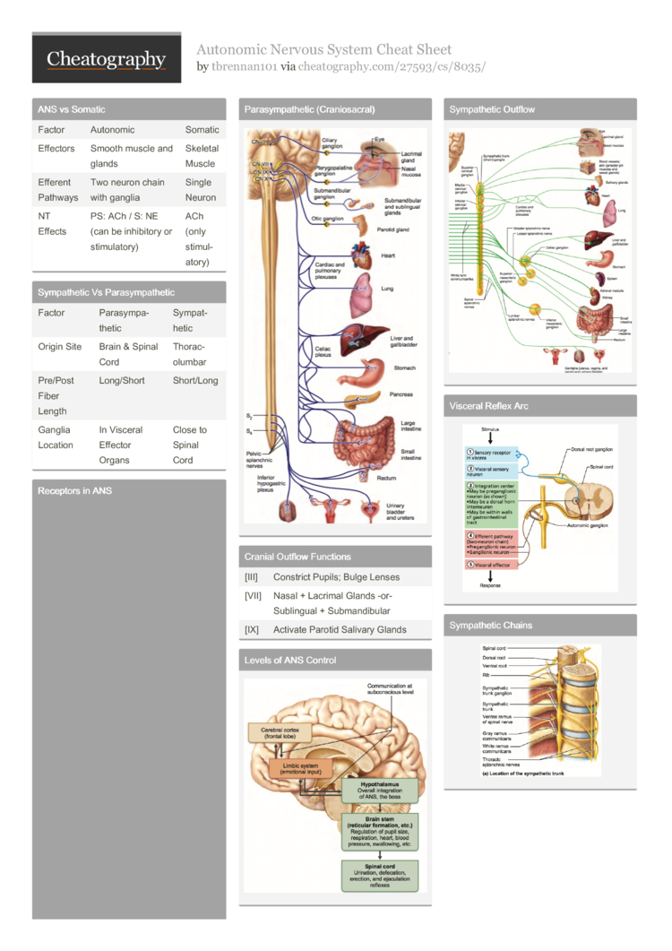 Autonomic Nervous System Cheat Sheet by tbrennan101 - Download free